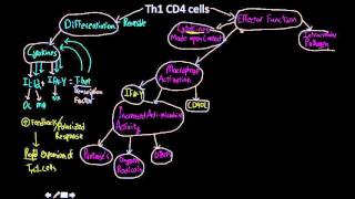 Th1 cells MAP