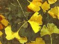 いちょう並木のセレナーデ / 小沢健二