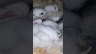 Download Lagu #animals #conejos #rabbit #natural MP3