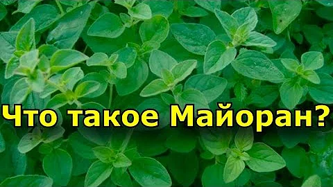 Что такое Майоран? Применение майорана в кулинарии