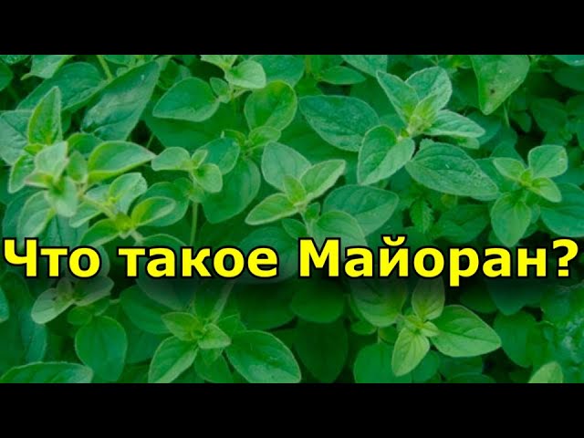 Что такое Майоран? Применение майорана в кулинарии