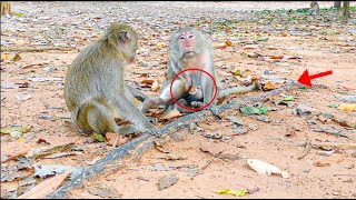 Jonathan Like A Baby Boss Today 3 | Baby Monkey Mountain |