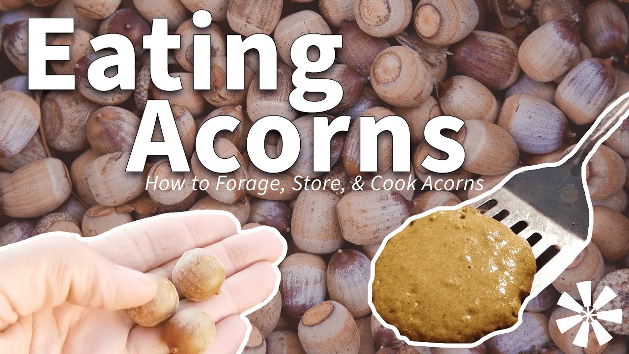 Eating Acorns 🌰: How To Forage, Store,  Cook Acorns