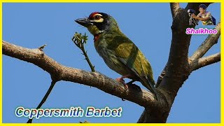 Coppersmith Barbet  - तांबट पक्षी -  छोटा बसंत Birds of Aurangabad  - Shaikhoo