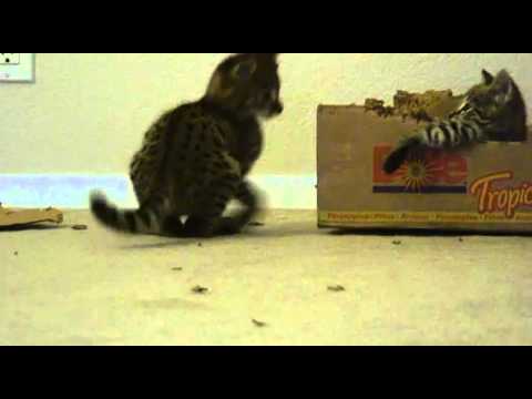 Moja's 8 week old F2 Savannah kittens (2010)