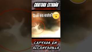 Criatura Escalofriante Capturado En Alcantarilla. 😱 #shorts