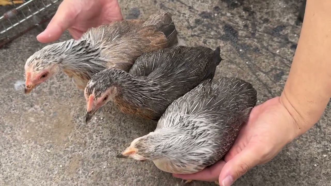 鶉矮鶏 白笹種または五色種のメスの羽装の違い - YouTube