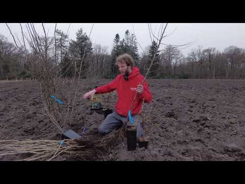 Video: Meer informatie over bostuinen: hoe u een eetbare bostuin plant