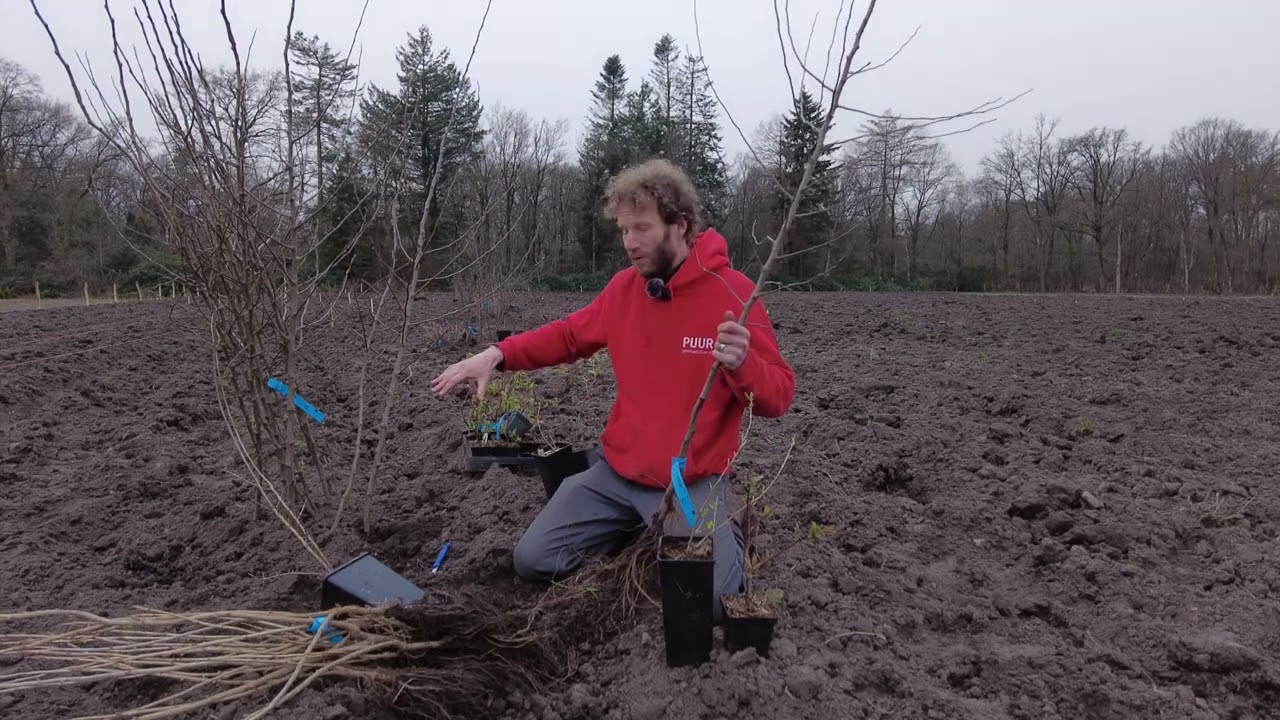 Een voedselbos aanplanten, hoe doe je dat?