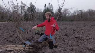 Download Lagu Een voedselbos aanplanten, hoe doe je dat? MP3