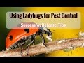 Ladybugs for pest control