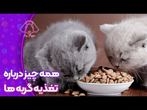 تصویری: اطلاعات بیشتر در مورد گربه های تغذیه اجباری هنگام بیماری