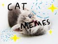 cat memes