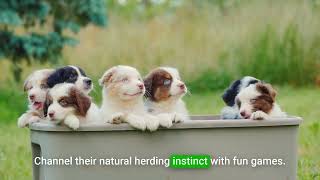 Training Your Australian Shepherd Puppy by Porch Potty 131 views 4 months ago 57 seconds