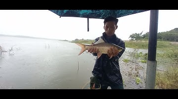 Tiếng rít cước quá phê.tuansongray #cauca #rê lóc