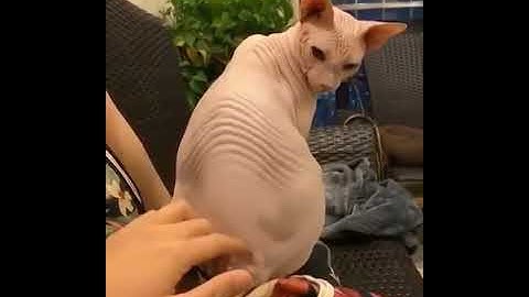 Scratching the back of a sphinx cat