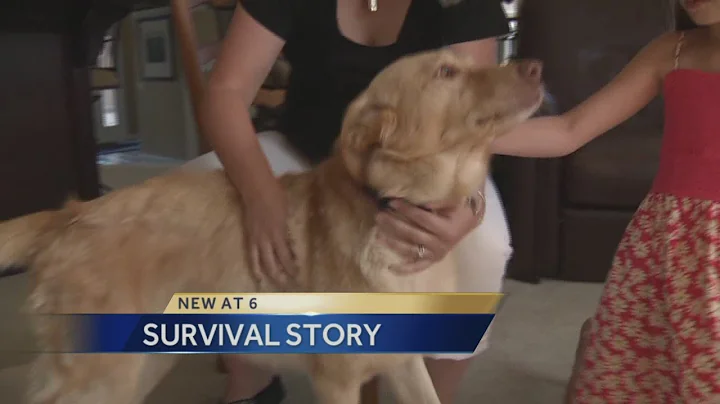 Dog returns home after going missing 2 years ago - DayDayNews