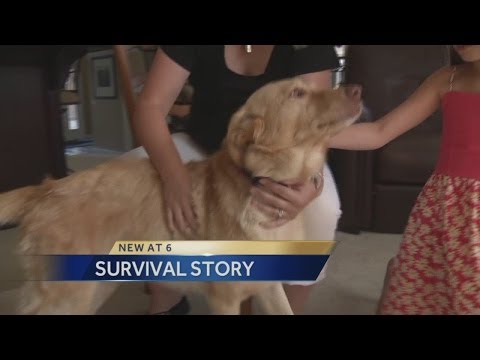 Video: Manjkajoč pes vrne domov s svežimi rezi iz skrivnostne kirurgije