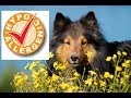 Top 10 Hypoallergenic Dogs In The World | Top 10 Hypoallergenic Small Cute Dogs | Top 10 Pets