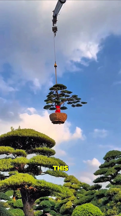 This tree is so expensive.