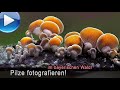 Pilzfotografie im bayerischen Wald