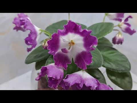 ЦВЕТУЩИЕ ФИАЛОЧНЫЕ НОВИНКИ МОЕЙ КОЛЛЕКЦИИ - YouTube