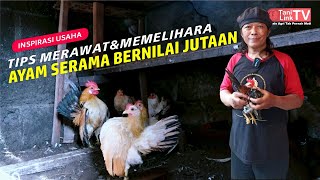 Sukses Breeding Ayam Serama. Ayam Mungil yang Suka Bergaya