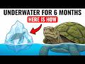 Your Turtle Has Been Underwater for 6 Months — Here's What's Actually Happening