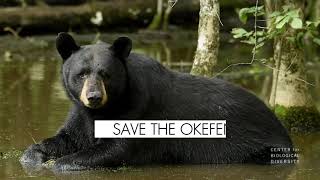 Save the Okefenokee by Center for Biological Diversity 167 views 2 weeks ago 31 seconds