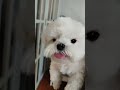 Jadu 🥰 (subscribe 🥰) #puppylove #puppy #shorts #funny @Tarsipoe24
