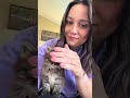 Woman Gives Updates on Kitten Rescued From Roadside - 1504391-3