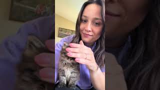 Woman Gives Updates on Kitten Rescued From Roadside - 1504391-3