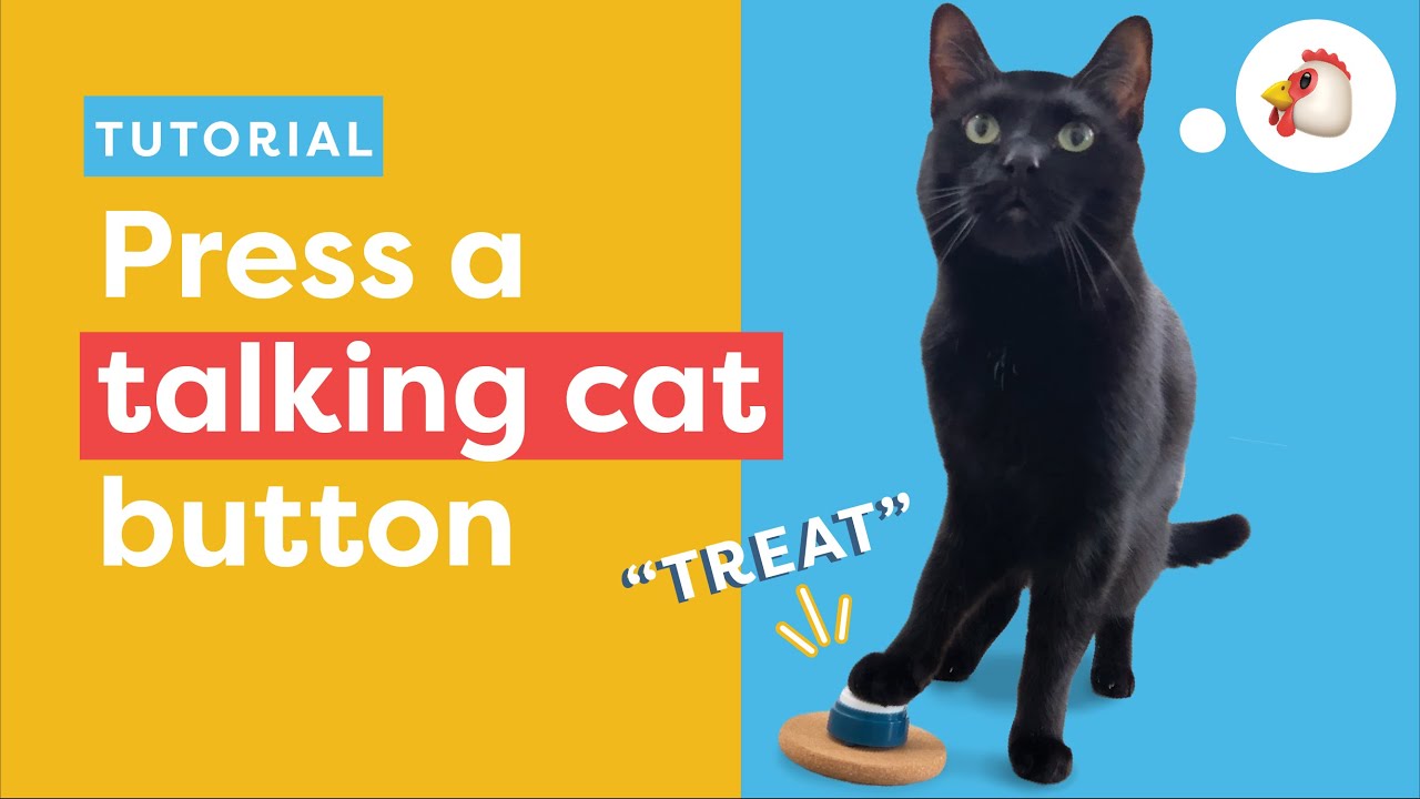 Teach Your Cat To Press A Talking Button - YouTube