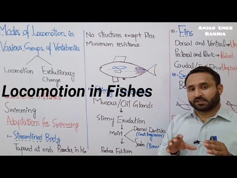 Ch 16 Lec 25 Locomotion in Fishes, Class 12 Biology