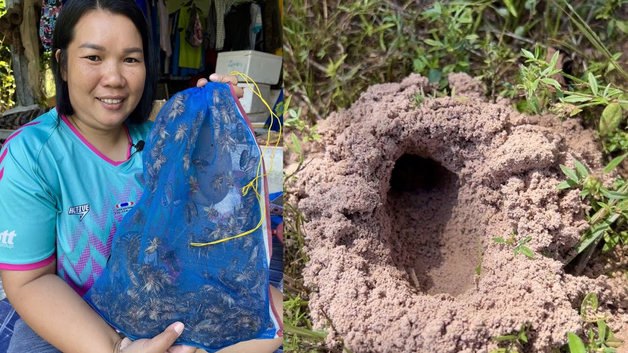 ขุดจิล้อ(จีักุ่ง)ดินทราย รูละ2-3ตัว 2คนแป๊บเดียวได้เยอะมาก นำมาทอดกรอบอร่อยมากๆจ้า