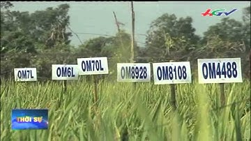 Dự án nghiên cứu giúp nông dân thích ứng biến đổi khí hậu | HGTV