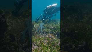 Diving with Marine Iguanas! @MarkVins