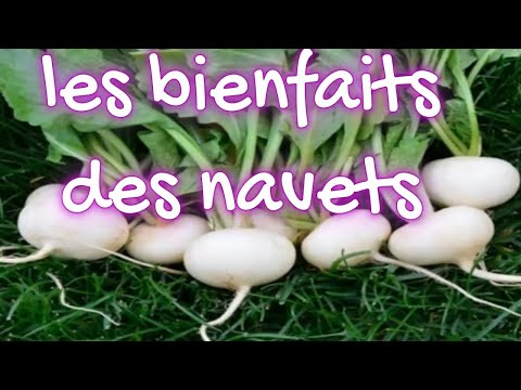 les bienfaits des navets