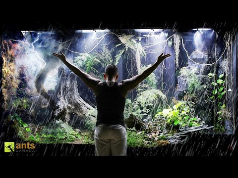 Changing the Weather In My Giant Rainforest Vivarium