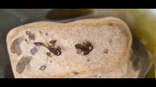 Fra Rumpetroll Til Frosk