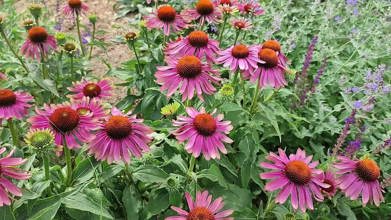 Jeżówki 🌸 Królowe letnich kompozycji na rabatach🌸