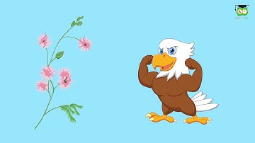 Khoa học kỳ thú | Tại sao khi chạm vào cây trinh nữ thì lá sẽ cụp lại?