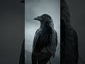 Emotional bird story 🥲🐦‍⬛