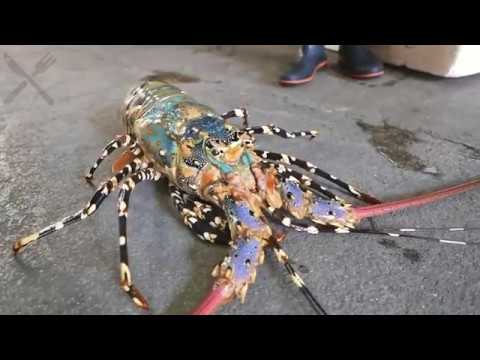 Japanese Street Food 600 Giant Rainbow Lobster Sashimi Japan Seafood Youtube