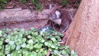 Koala arrives for his morning drink.