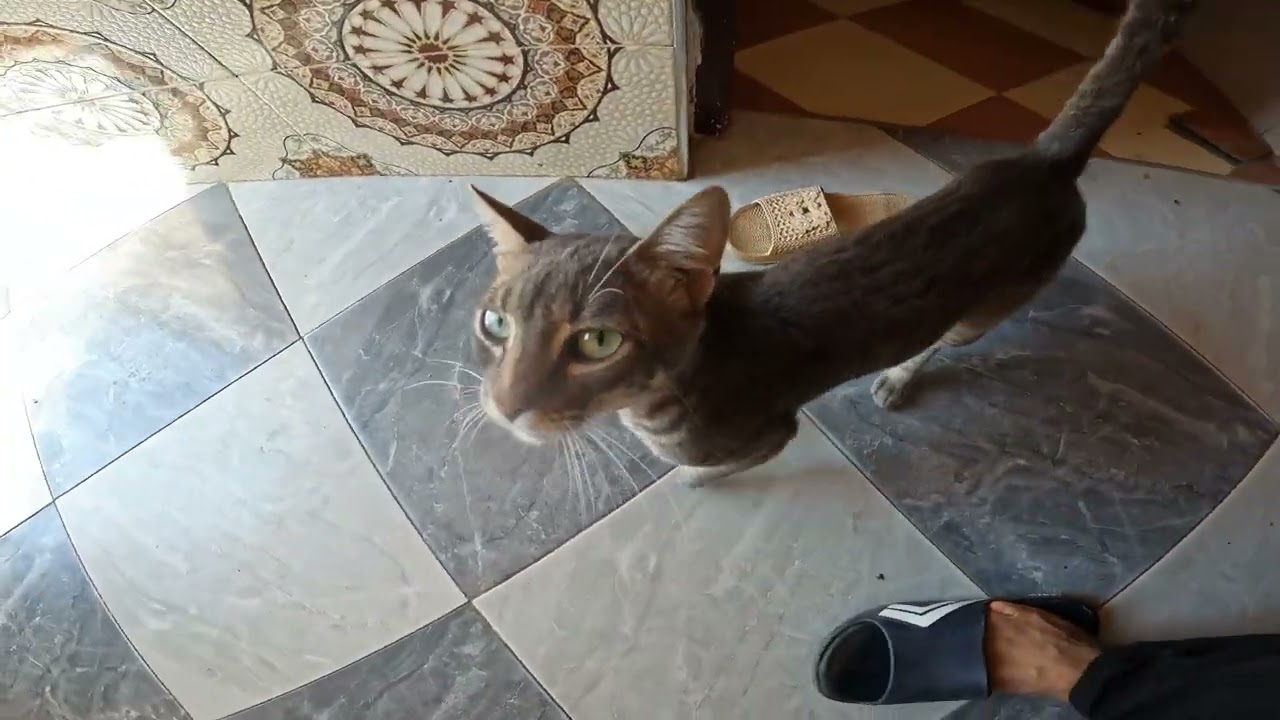 Testing the sense of smell of the cute cat Milo while he sleeps