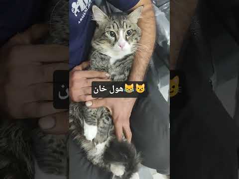 هول خان