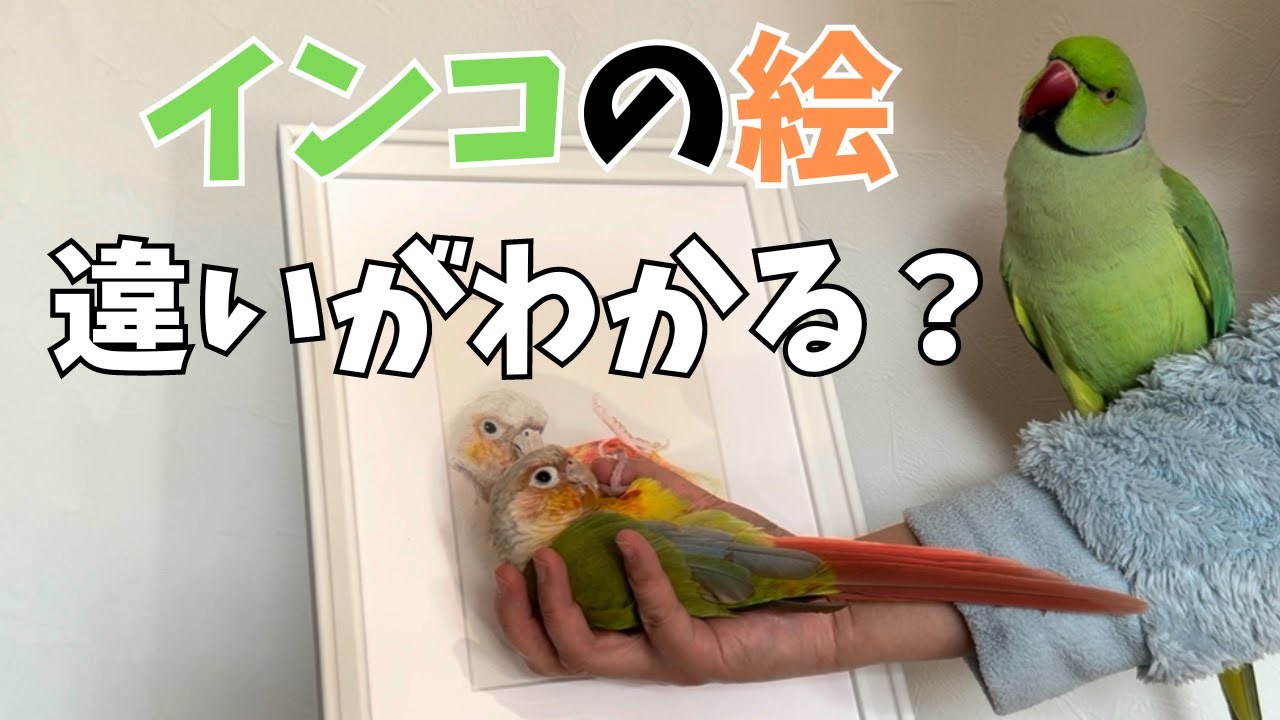 天敵インコの絵を見せた時の反応がおもしろすぎた！【ウロコインコ