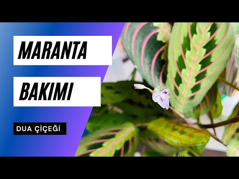 Maranta /Dua Çiçeği Bakımı Temel Bilgiler |  Ev Yeşili 👩‍🌾