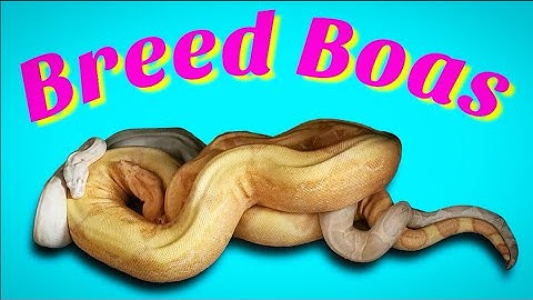How To Breed Boa Constrictors